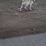 سگ نگهبانی واگذاری