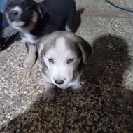 واگذاری هاسکی چشم ابی