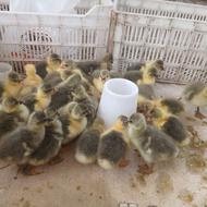 جوجه غاز محلی پنج روزه سرحال