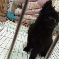 سگ پامریین روباهی واگذاری