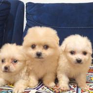 واگذاری توله پامرانین رنگ روشن