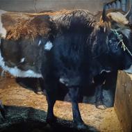 تلم گاو محلی آبستن یا گوساله ماده.