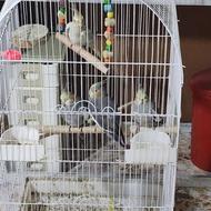 عروس هلندی دون خور مادر آماده آموزش