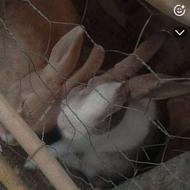 فروش 2 عدد خرگوش نر و ماده طلایی ماده و قهوه ای نر