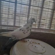 کبوتر پرشی خوب