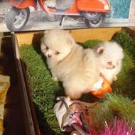 واگذاری سگ توله پامرانین پامر خرسی، عروسکی، جیبی