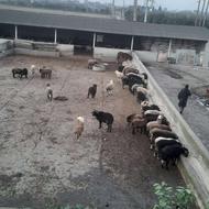 بره چاق کشتاری