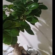 به علت جابه جایی گل بنساء