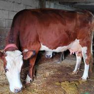 گاو سیمینتال