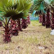 فروش تعداد بالا پالم