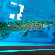 ماهی سر سوسماری ،گار،الیگیتور،50 سانت،