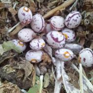 لوبیا چیتی درجه یک منطقه سارال