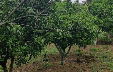 فروش خانه باغ با 2,200 متر زمین 85 متر بناو چشم انداز زیبا