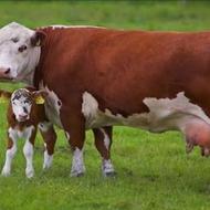 خریدار گاو سمینتال