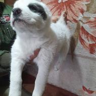 واگذاری توله الابای نر وماده