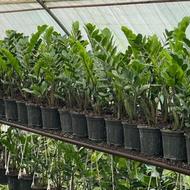 زامفولیا زامیفولیا زاموفولیا زاموفیلیا