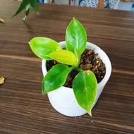 گل وگلدان سرامیکی