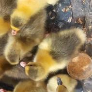 جوجه غاز پنج روزه سالم ودرشت