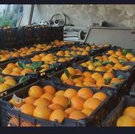 تامسون زعفرانی سانگین آلبالویی نارنگی زرد