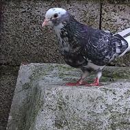 کبوتر ابلغ پرشی