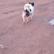 سگ گله ای از کوچکی با گله بوده واگزاری