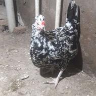 یک عدد مرغ گلین