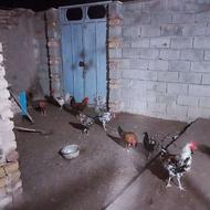 هفت عددخروس محلی