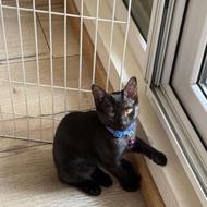 نظافت پانسیون