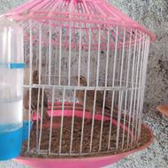 سهره خاکی جوجه امسالی