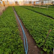 فروش نشاء سینره