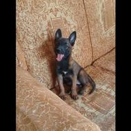 درخواست واگذارتوله مالینیوز