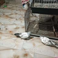 کبوتر شمرونی