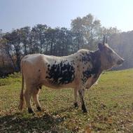 گاو شکمدار محلی