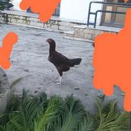 فروش مرغ لاری دانگ بالا