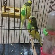 6 عدد مرغ عشق صحیح و سالم