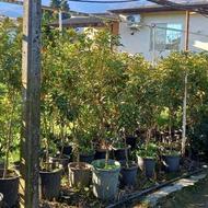 فروش درخت آوکادو لیمو ترش کانکوآرت