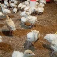 بوقلمون 20 روزه