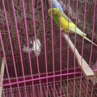 مرغ عشق با قفس