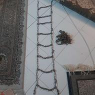 دو عدد زنجیر چرخ پراید و پژو