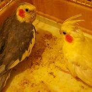 عروس هلندی نر و ماده ،نر طوسی و ماده لوتینو