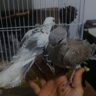 کبوتر خانگی کبوتر تزئینی