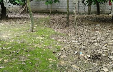 فروش 350 متر زمین فوذی