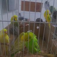 مرغ عشق انگلیسی مرغ عشق