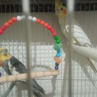 یک جفت کارخانه جوجه کشی به ضمانت