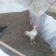 حیوانات مزرعه