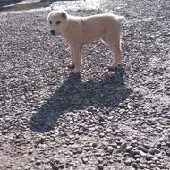 سگ الابای توله اق بای واگذاری