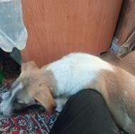 واگذاری سگ پاکوتاه تربیت شده