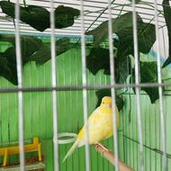 قناری نر مست 2ساله سالم قواردار