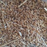 گندم کشت دیم