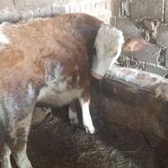 فروش 3عدد گوساله نر سیمتال قرمز و